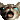 cat cat